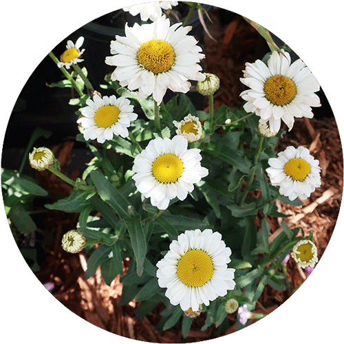 White Shasta Daisy.